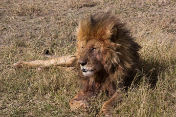 Löwe (Panthera leo)