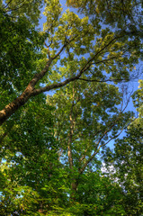 Green tree crown with fresh leaves and blue sky