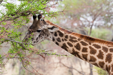 Giraffe (Giraffa)