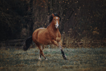 Bay horse runs in the autumn field