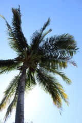 Fototapeta na wymiar Palm tree, green, coconut tree 