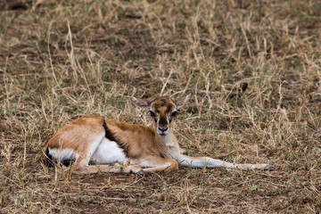Impalas (Aepyceros)