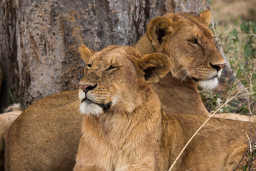 Löwe (Panthera leo)