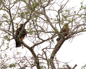 Raptor in Africa