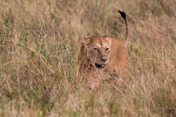 Löwe (Panthera leo)