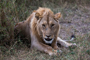 Löwe (Panthera leo)