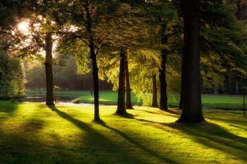 Golden sunset in a beautiful english landscape park in Baarn, the Netherlands.