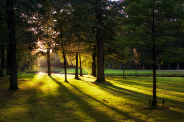 Golden sunset in a beautiful english landscape park in Baarn, the Netherlands.