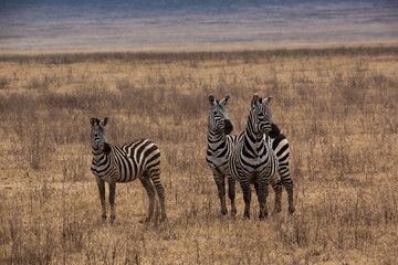 Obraz premium Zebra (Equus quagga)