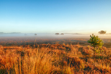 Beautiful sunrise with low hanging fog in a Dutch landscape with flowering heather. Shot against a clear sky.