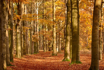 Fototapeta premium Beautiful fall forest lane with dappled sunlight.