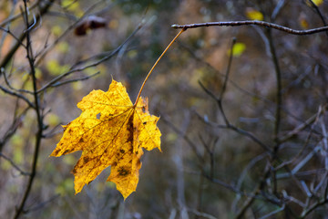 A lone yellow maple leaf still hangs on a branch among bare branches in late autumn.