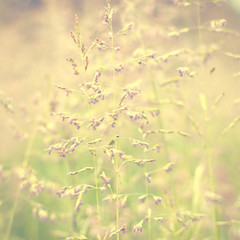 Vintage summer ornamental grass.