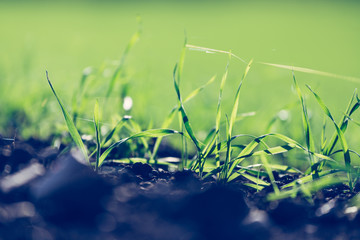 Fresh, green and fertile agricutlure plants, grass