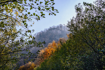 Obraz na płótnie Canvas Colorful tree tops in late autumn on a blue sky background
