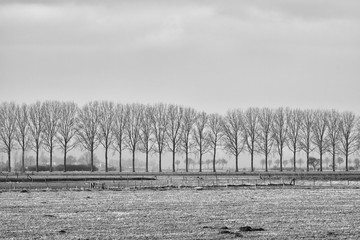 Black and white image of a typical Dutch flat polder landscape with trees in straight rows, farmhouses and farmland.