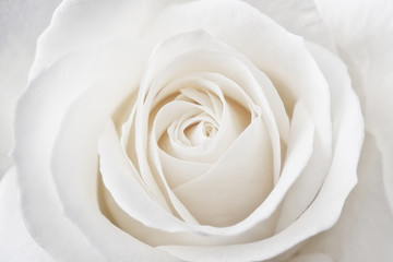 Fototapety  Beautiful soft fresh white rose close up.