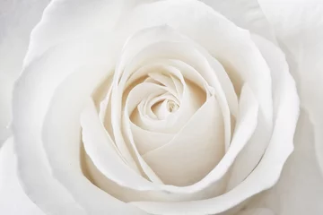Fototapeten Schöne weiche frische weiße Rose hautnah. © Studio F.
