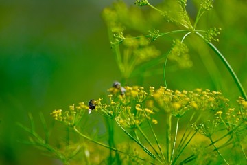Fototapeta na wymiar Honey bee on tiny flowers