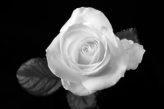 Beautiful soft fresh white rose close up and depth of field petals.