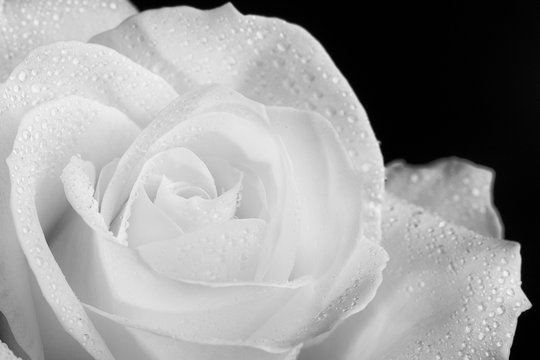 Close up of one single white rose with water drops, shot against black background.