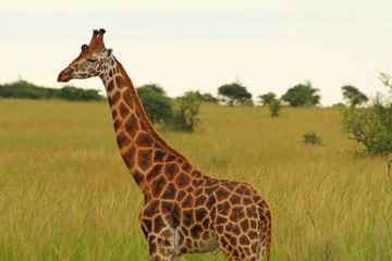 Male Giraffe Against Green Savannah