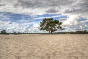 Shifting sands and heath land in Soesterduinen, a unique nature reserve on the Utrechtse Heuvelrug, Netherlands.