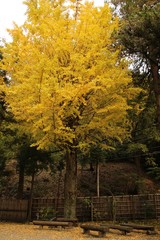 Fototapeta premium 日本の秋の黄色いイチョウとベンチ