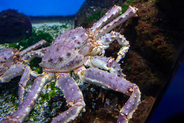 Red king crab. Valuable commercial species. Inhabits areas of the coastal zone at a depth of 2 to 400 meters.Eats shellfish. 