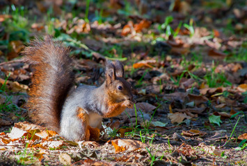 squirrel