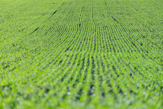 Agriculture field with, fertile fresh green plants