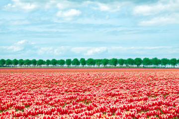 Red and white tulip fields neatly placed in rows, shot on a beautiful spring day against a slightly cloudy sky.