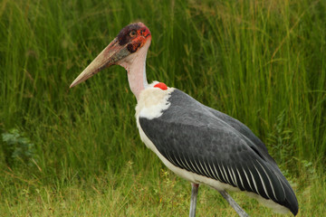 Marabou Stork in Uganda