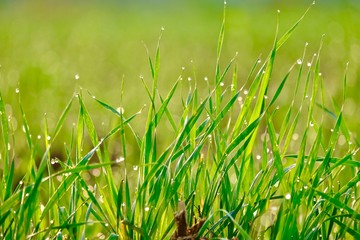 Obraz premium Wheat crop background