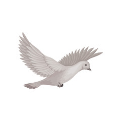 Obraz premium Dove in flying with wide open wings. Bird with gray plumage. Flat vector element for ornithology book