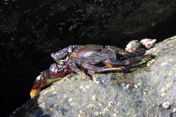 TIERE_5053_rote_Klippenkrabbe