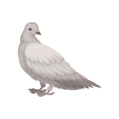 Flat vector icon of gray dove, side view. Bird with small head and short legs. Wild feathered animal