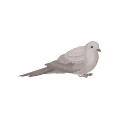 Flat vector icon of sitting dove. Bird with small head, short legs and gray feathers. Wildlife and fauna theme