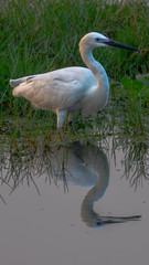 Bird with a  lovely reflection