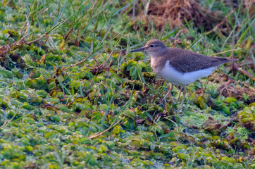 Small Bird looking for food
