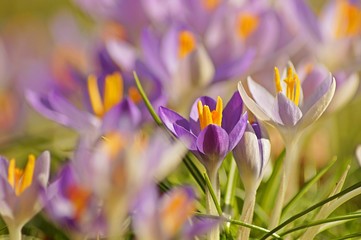 Fototapeta premium Crocus