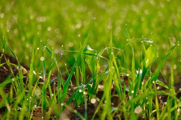 Wheat crop background