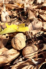 Walnuts on grass and leaves