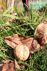 Walnuts on grass and leaves