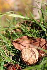 Walnuts on grass and leaves