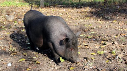 Vietnamese Pot-bellied pig