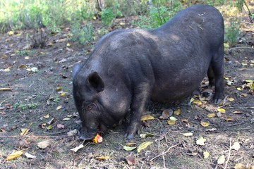 Vietnamese Pot-bellied pig