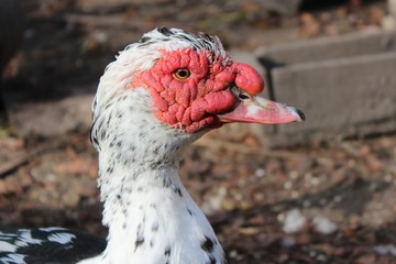 Muscovy duck (Cairina moschata)