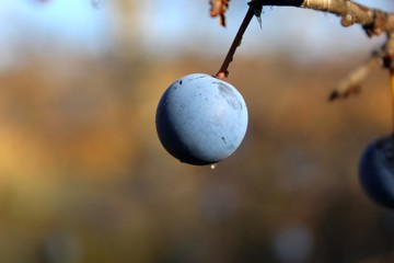 Blackthorn or sloe (Prunus spinosa).