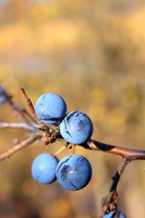 Blackthorn or sloe (Prunus spinosa).